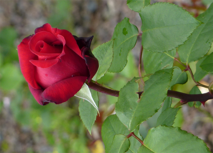 Macro Rose